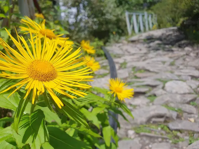 Inula flowering beside the stone trail