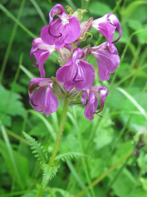 Kashmir lousewort (Pedicularis punctata)