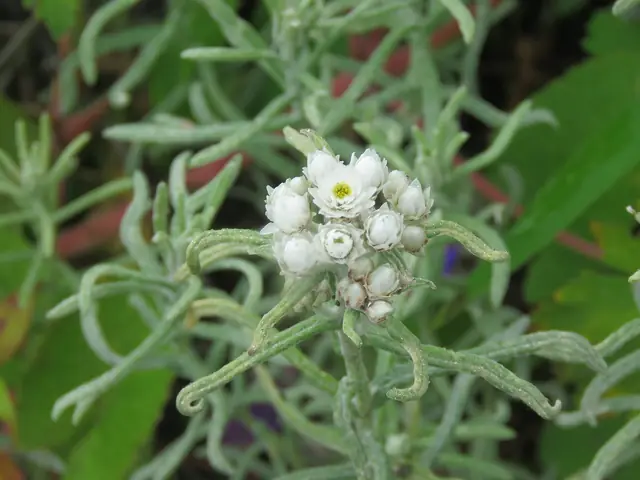 Pearly everlasting (Anaphalis triplinervis)