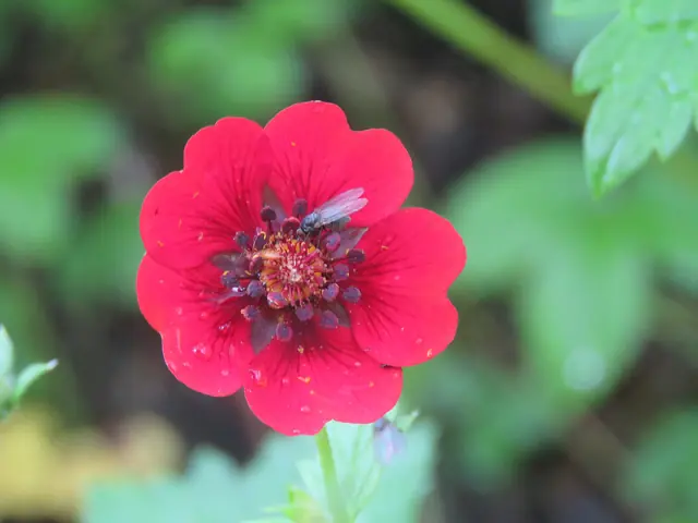 Ruby cinquefoil (Potentilla atrosanguinea)