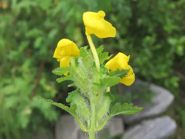 Two-horned lousewort (Pedicularis bicornuta)