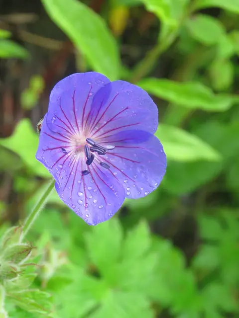 Wallich's geranium (Geranium wallichianum)