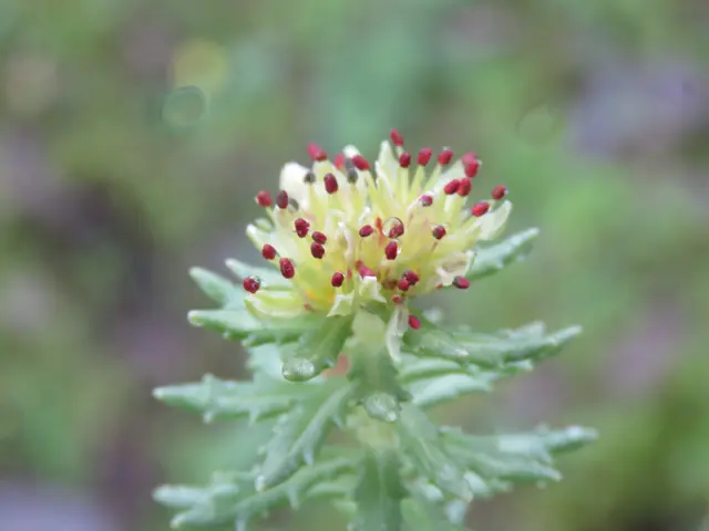 Wallich's rhodiola (Rhodiola wallichiana)