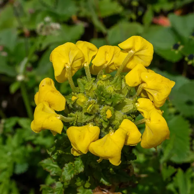 Yellow hooded lousewort (Pedicularis hoffmeisteri)