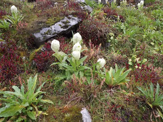 Brahma Kamal on the slopes below Hemkund
