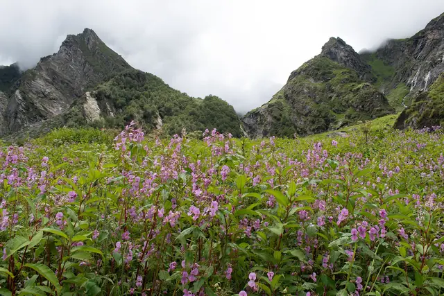 Balsam and wildflowers below jagged ridges