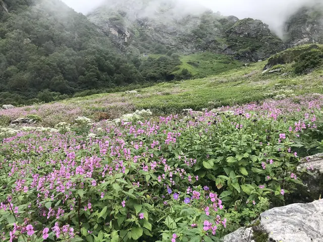 Himalayan balsam in full bloom, September