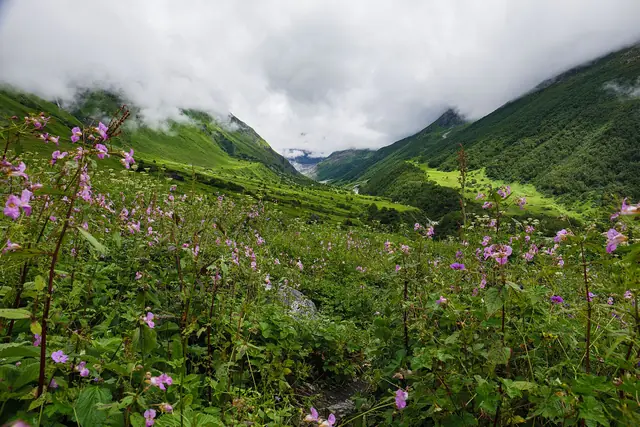 Pink balsam carpeting the meadow in July