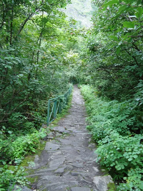 Forest section of the trail