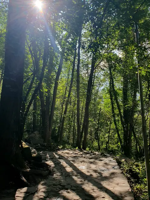 Morning light in the forest near the park entrance