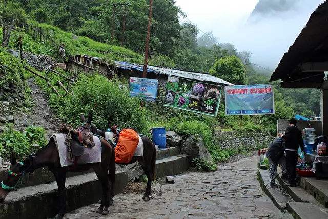 Mules and tea stalls on the trail to Ghangaria