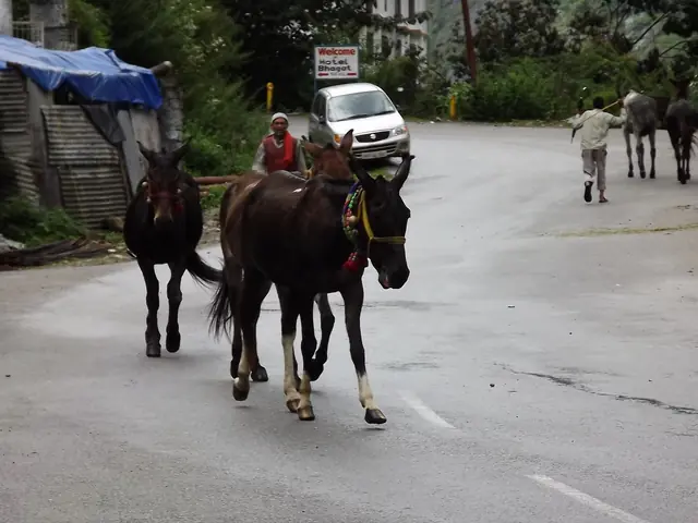 Mules waiting to carry trekkers and pilgrims uphill