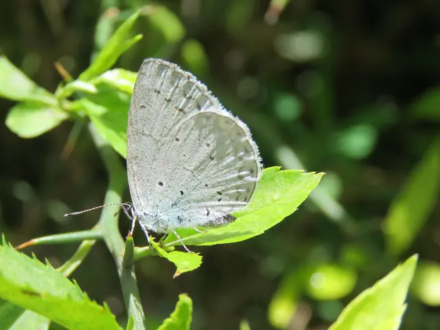 A hedge blue on a sunlit shrub