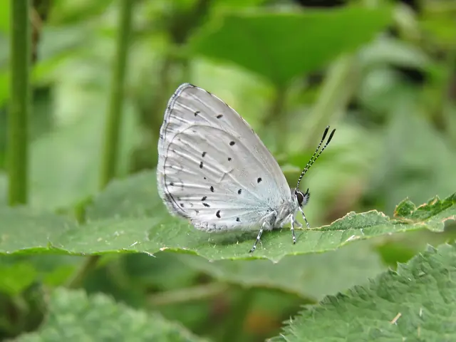 A hedge blue resting on a leaf