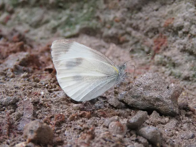 Asian Cabbage White (Pieris canidia) puddling on wet soil