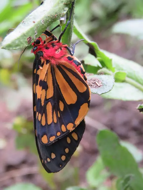 Callindra principalis, a tiger moth
