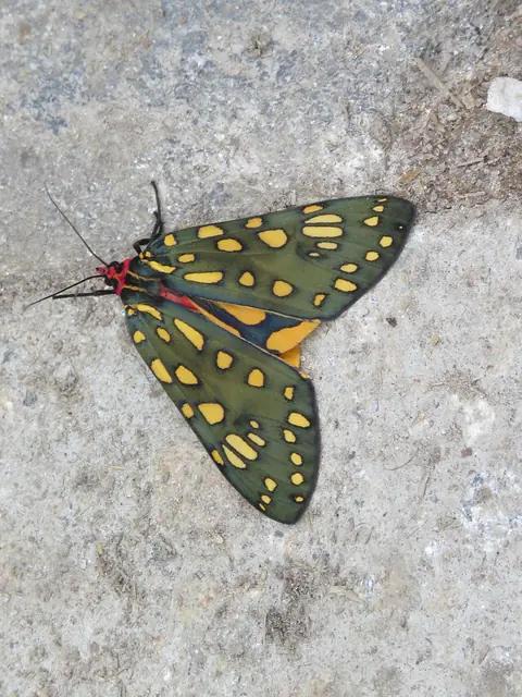 Callindra principalis with wings spread