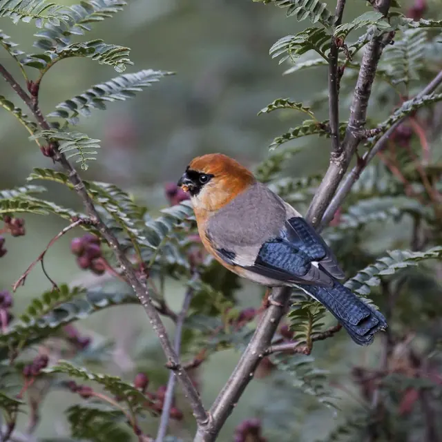 Red-headed Bullfinch (Pyrrhula erythrocephala)